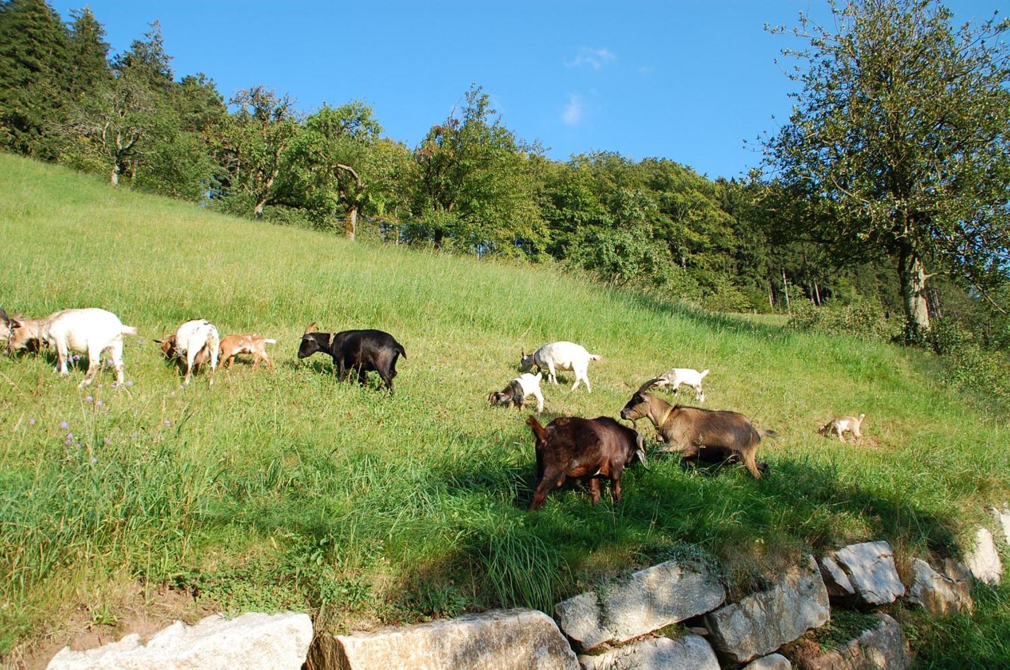 Apartmán Holderstanzenhof Bad Peterstal-Griesbach Exteriér fotografie